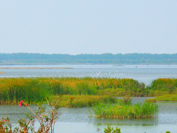 國慶嘉節游南沙坐游船賞蘆葦蕩